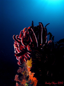 Crinoid - Padang Bai, Bali
G9 Close Focus Wide Angle by Andy Chan 